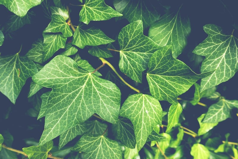 Ivy plant