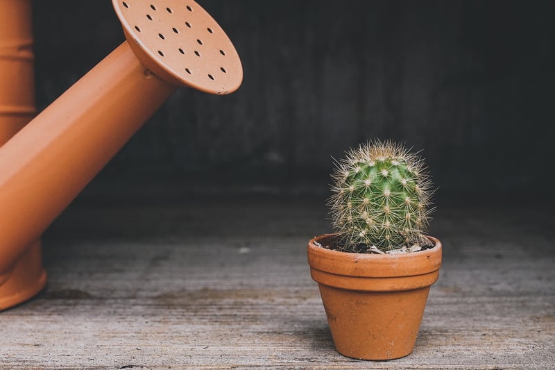 Succulent plant