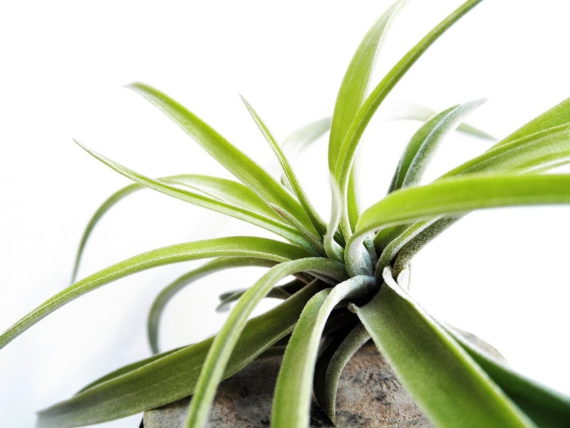 Air plant